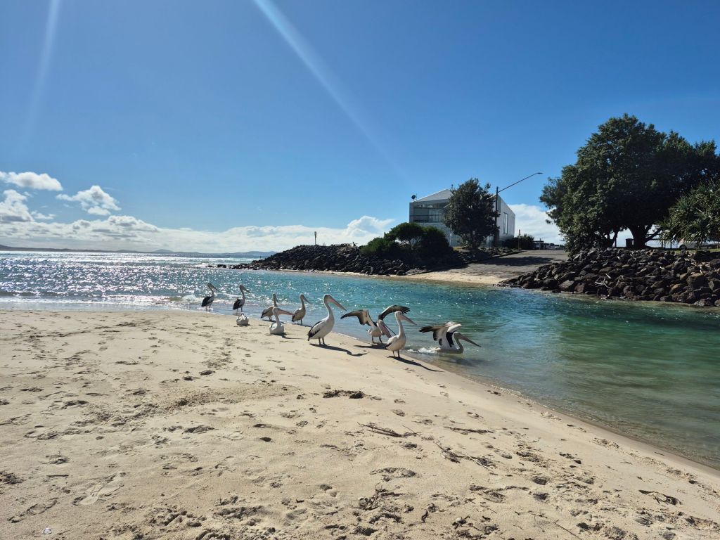 Birdwatching Hotspots in Mid North Coast&nbsp;NSW